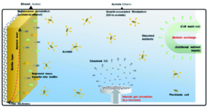 153. Gas circulation rate and medium exchange ratio as influential factors affecting ethanol production in carbon monoxide fermentation using a packed-bed reactor