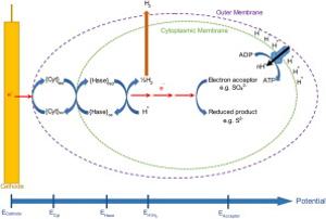 118. The biocathode of microbial electrochemical systems and microbially-influenced corrosion